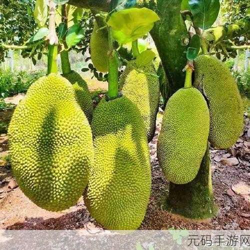 亚洲日产菠萝蜜:1. 亚洲日产菠萝蜜:健康新选择,舌尖上的异域风味