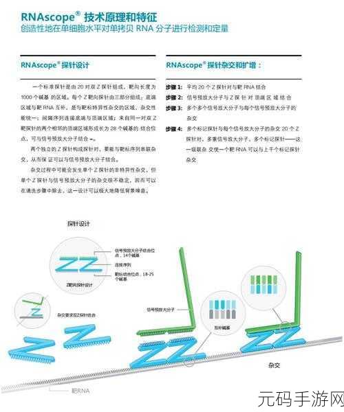 rnascope原位杂交：1. ＂探索RNA原位杂交技术在生物医学研究中的应用