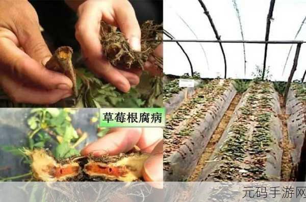 蜜丝婷大草莓和小草莓效果差异大粉丝：1. 大草莓与小草莓：效果差异揭秘