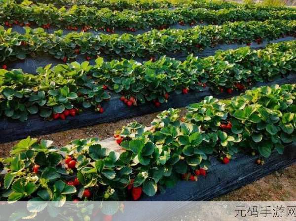 蜜丝婷大草莓和小草莓效果差异大粉丝：1. 大草莓与小草莓：效果差异揭秘