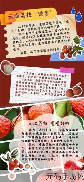 含糖11h荔枝:1. "探索含糖11h荔枝的独特风味与营养价值