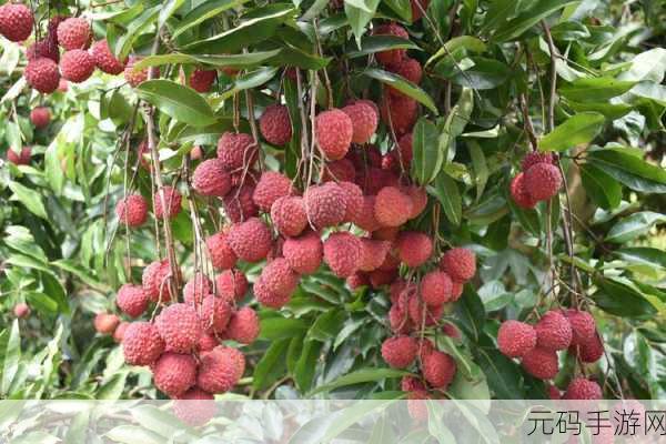 含糖11h荔枝:1. "探索含糖11h荔枝的独特风味与营养价值