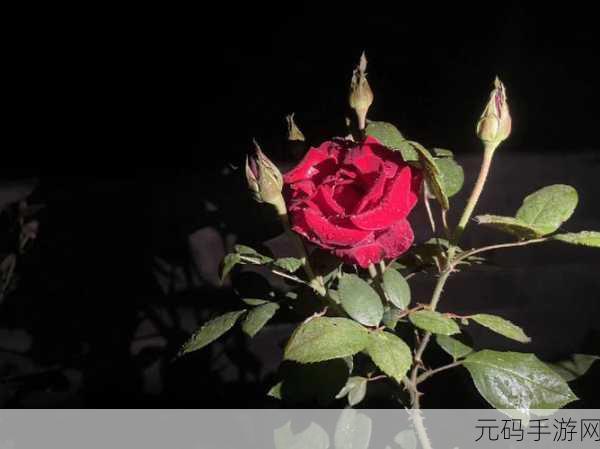 无人区玫瑰与夜色玫瑰的区别:1. "无人区玫瑰与夜色玫瑰的独特魅力解析