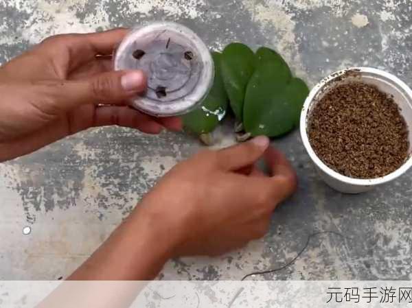 欧式45种扦插方式图片：1. ＂探索创新：45种欧式扦插方式的精彩呈现