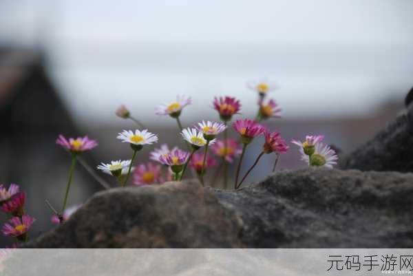 一杆大枪草一家三娘的背景故事:1.《枪草三娘:逆境中的坚韧与勇气