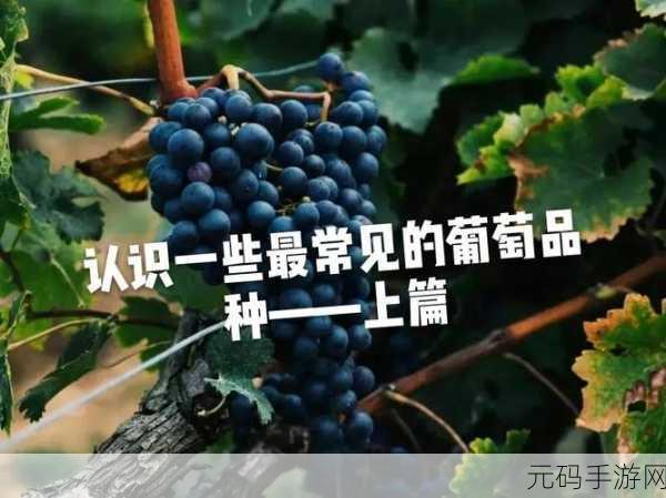99精产国品一二三产区区别在线：1. 99精产国品一二三产区特点详解