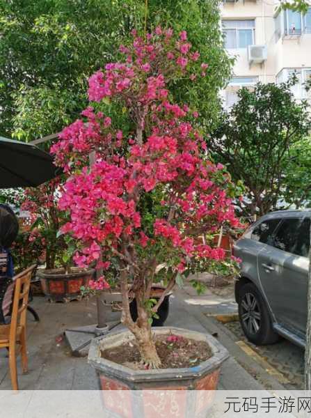 心之月花圃探秘：1. ＂心之月花圃：探索梦幻花园的奥秘