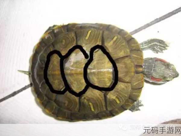 龟波性功:1. 龟波性功:探索内在能量的奥秘