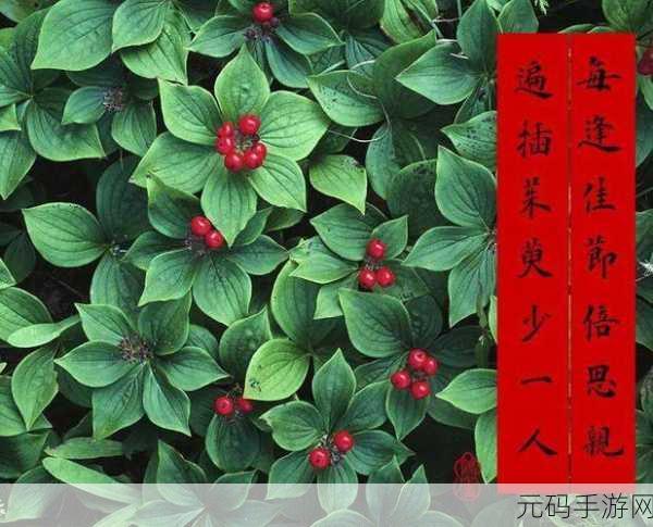 江南百景图茱萸花获取攻略，解锁重阳佳节神秘奖励