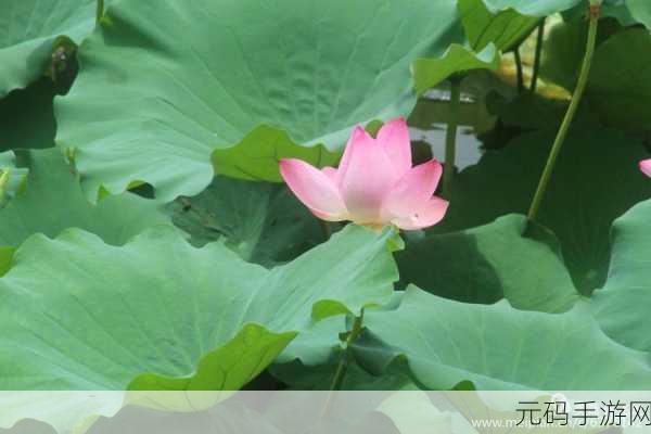 首辅每天要不够po一枝独秀:1. 每日一枝独秀,展现不一样的风采