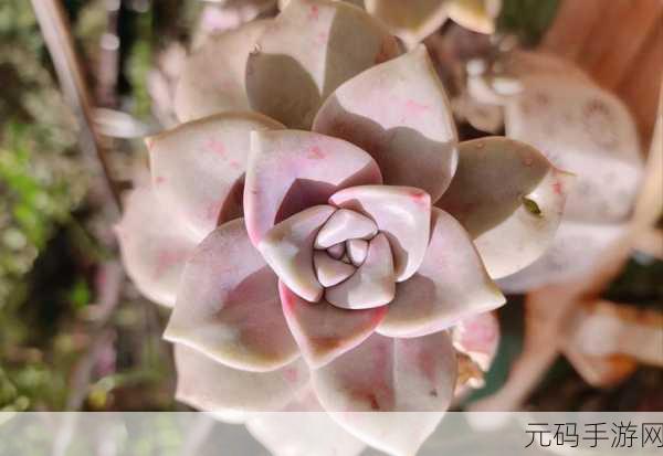 1V3多肉玉娇香HHHH口术：1. 多肉植物中的瑰宝：玉娇香的养护与观赏