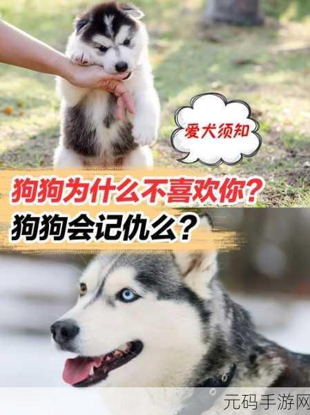 人狗胶配方大全狗狗：1. 创新人狗胶配方：提升爱犬健康的新选择