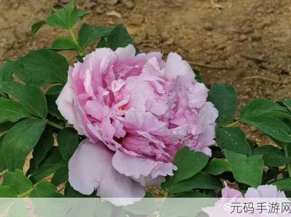 精品成品国色天香长期霸榜引发同行不满：国色天香长盛不衰引发行业风波与竞争
