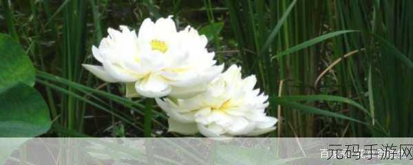 女性半夜莲花开的意思：1. 半夜莲花绽放，女性力量的悠然觉醒