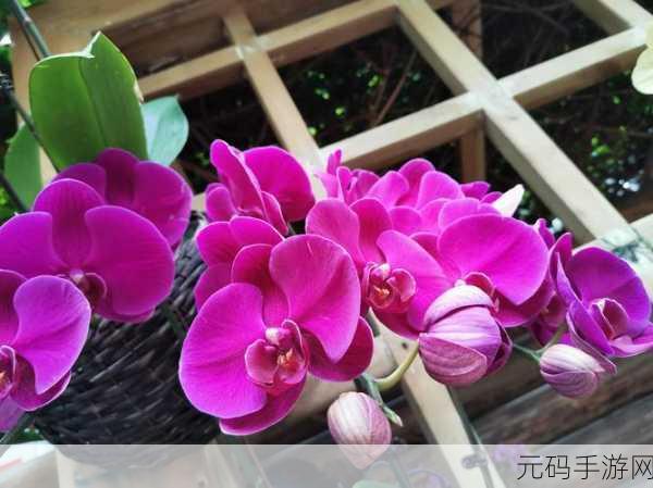 麻花传MD0174董小宛：当然可以！以下是根据麻花传MD0174董小宛拓展出的新