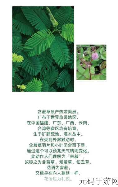含羞草品种盘点含羞草四大品种:1. 含羞草品种全解析:四大经典类型详解