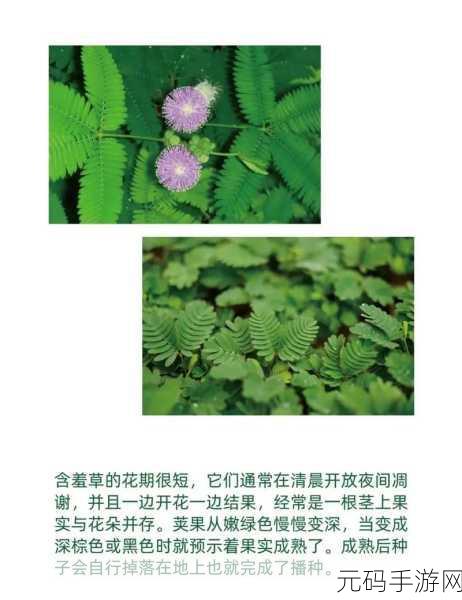 含羞草品种盘点含羞草四大品种:1. 含羞草品种全解析:四大经典类型详解