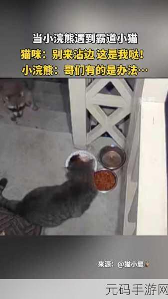 小猫咪大城市浣熊任务怎么做:以下是一些拓展后的标题建议: