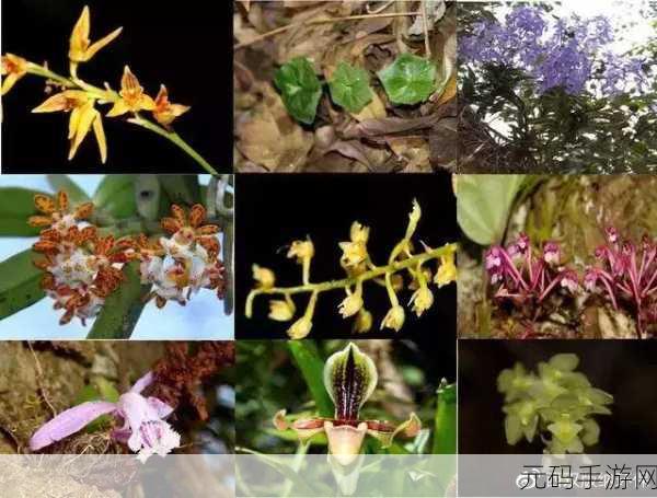 夜夜草类型多样是真的吗:1. 探索夜夜草的多样性与生态价值