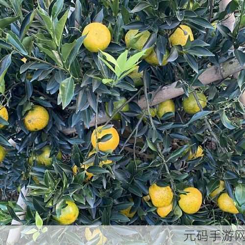 你知道一线产区和二线产区的知名品牌是有多强大吗：一线与二线产区品牌影响力的深度解析