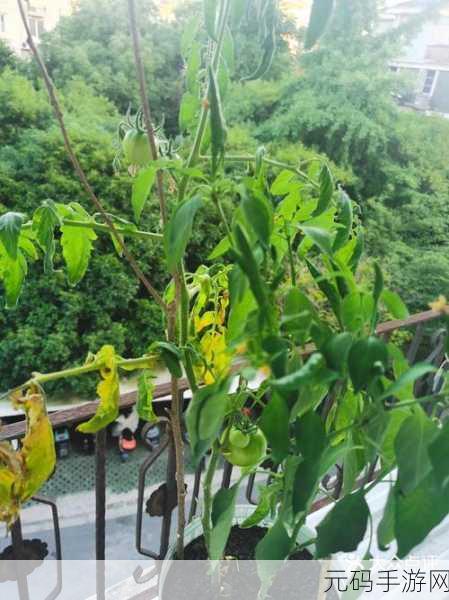 午煮香蕉小辣椒被网友爆料下架了:午煮香蕉小辣椒遭网友热议紧急下架事件