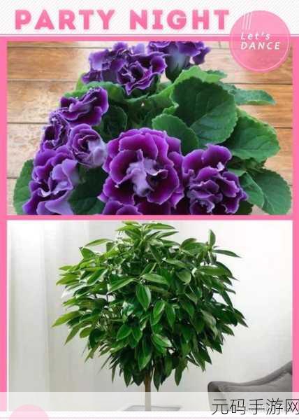 怎样照顾小花园的技巧：1. 小花园养护秘诀：让植物茁壮成长的技巧