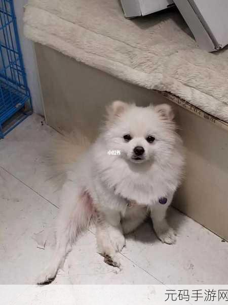 ZoomServo兽狗产品特点深入解读:1. ZoomServo兽狗:智能宠物陪伴的新革命