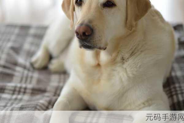 ZoomServo兽狗产品特点深入解读:1. ZoomServo兽狗:智能宠物陪伴的新革命