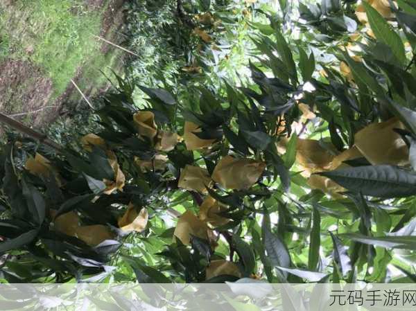 精美日产MV二线三线水蜜桃：1. 精致日产MV：探秘二线三线水蜜桃之旅