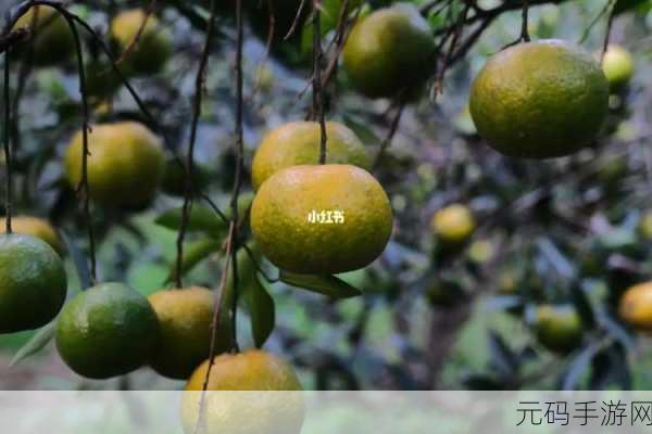 一线产区和二线产区的主要差距是什么:一线与二线产区的核心差异分析及影响探讨