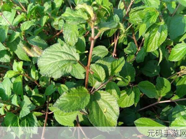 一号嫩叶草和二号嫩叶草的区别:一号嫩叶草与二号嫩叶草的特征对比分析