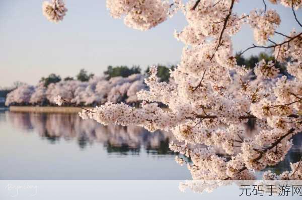 樱花官网官方入门网站2023：1. 樱花官网2023：探索樱花文化与旅游新视野