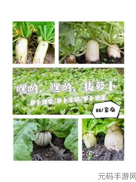 拔萝卜一边喘气一边说痛怎么办呢:1. 拔萝卜的乐趣与挑战:一边喘气一边享受