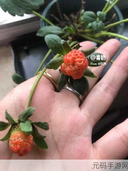 迈开腿吃草莓对男性性功能好吗：1. 迈开腿吃草莓：对男性性功能的积极影响