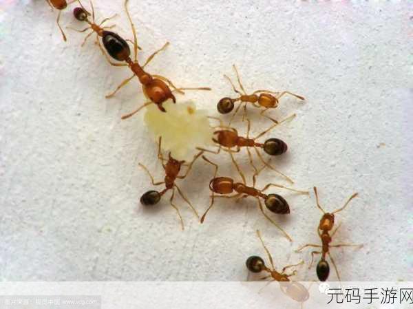 二指挖洞的手势技巧：1. 探索二指挖洞手势的魅力与应用