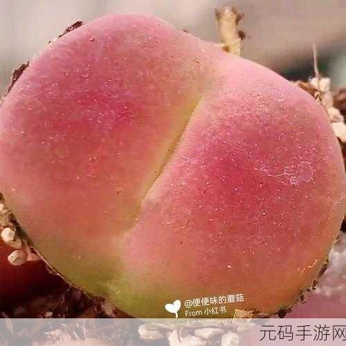 巨无霸水蜜桃4439：1. 巨无霸水蜜桃4439：探秘甜美与丰盈的完美结合