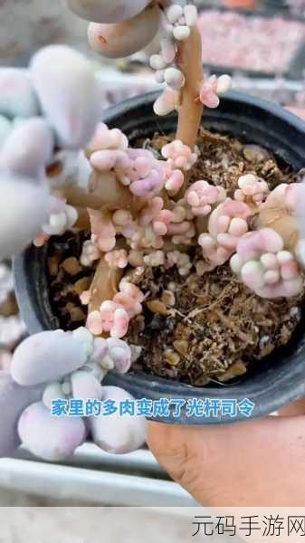 皇家共享小公主多肉怎么养:1. 皇家共享小公主多肉的养护秘诀分享