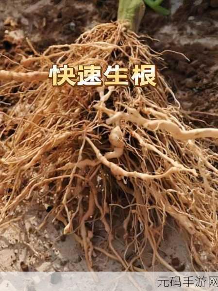 扦插过程视频：1. ＂扦插技巧全攻略：让植物快速生根
