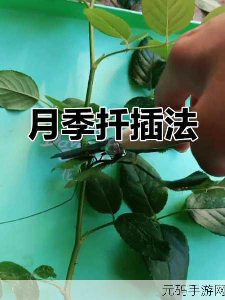 扦插过程视频：1. ＂扦插技巧全攻略：让植物快速生根