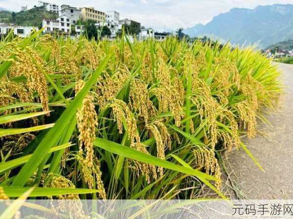 丰年经的继拇9M的寓意:1. "丰年之歌:继拇9M的繁荣与希望