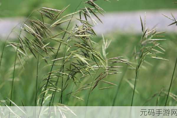 japonensis成熟大豆:1. Japonensis大豆:探索其成熟过程中的潜力与应用