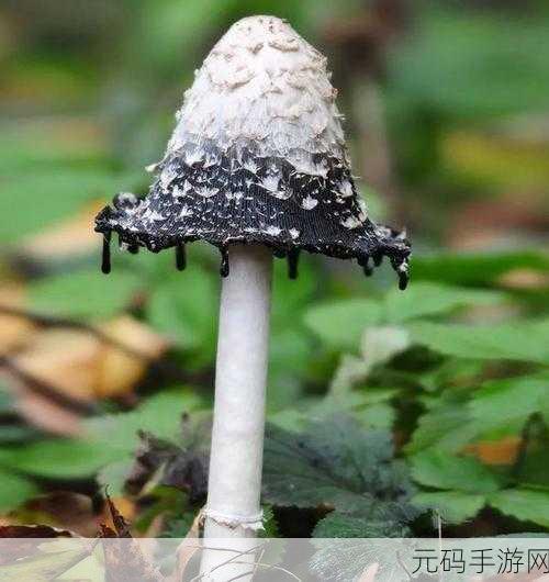 又大又黑又长的蘑菇头:1. “神秘蘑菇头:探索自然的奇妙秘密”