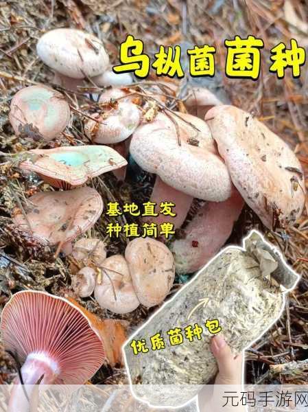 51吃瓜.world戴璐蘑菇让人们体验到了探险和挑战的乐趣:1. 探索未知:戴璐蘑菇带来的冒险乐趣