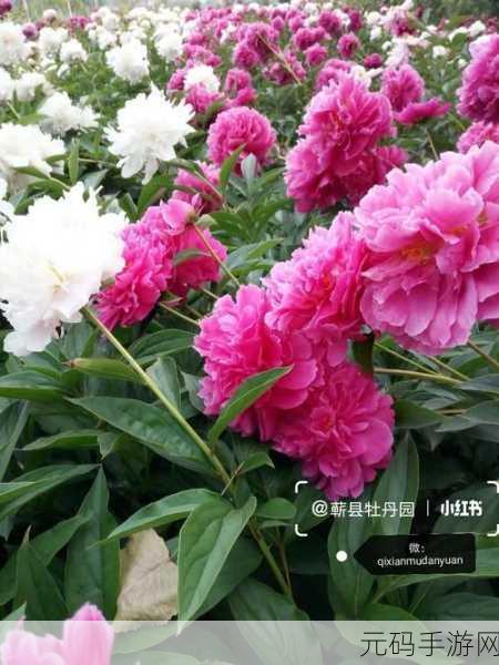 香软玉滑(林芍药)_：1. 香软玉滑：品味林芍药的独特魅力