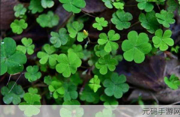 成品人和精品人的区别四叶草中如何体现：四叶草中的成品人和精品人的区别探讨与启示