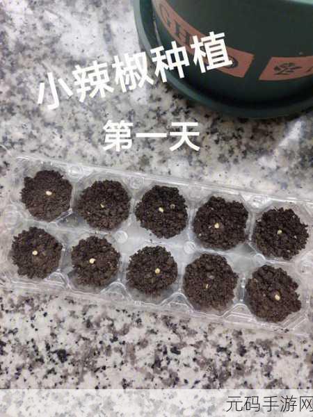 成品大香蕉煮小辣椒的功效：1. 香蕉与小辣椒的完美结合：健康新发现