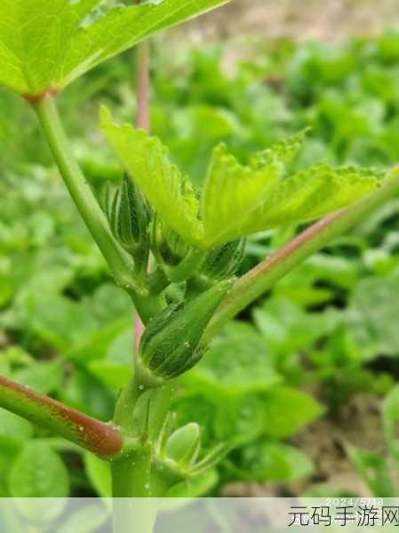 丝瓜芭乐荔枝秋葵免费汅：1. 丝瓜、芭乐与荔枝：夏日健康水果的完美搭配