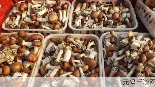 蘑菇视频:1. 《探索蘑菇视频背后的创作故事与灵感