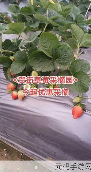 草莓视频ios:1. 草莓视频:探索无限精彩,畅享视听盛宴