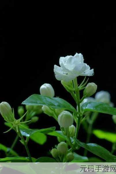茉莉花看片影视大全：1. 茉莉花开，爱与梦的旅程